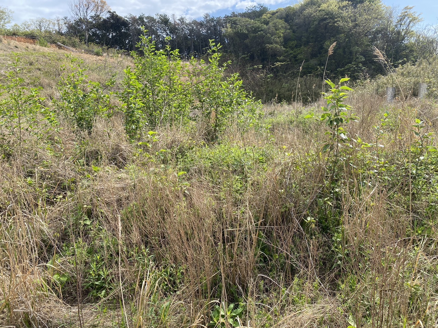 太陽光発電設置前の広範囲草刈り